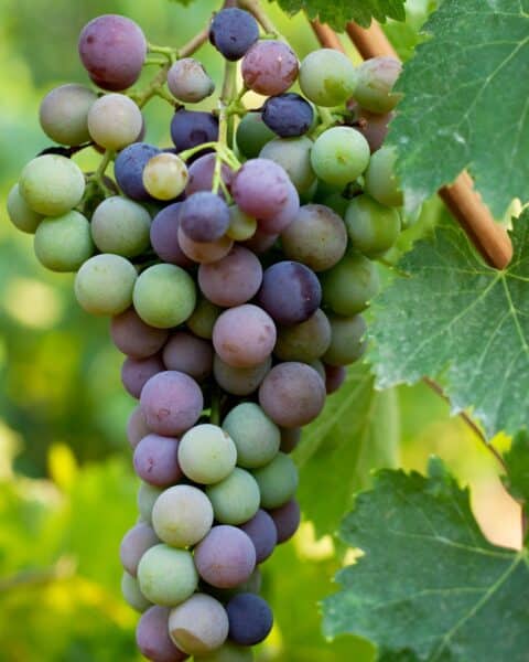 balbas grapes